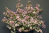 <em>Baronia anemonifolia</em>